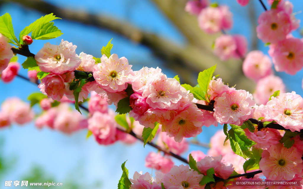 粉红色梅花