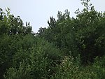 山林田野