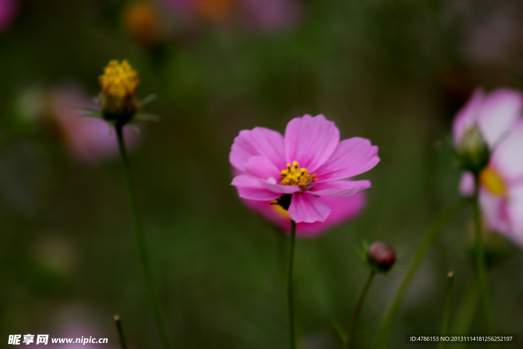 小菊花