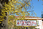 赤霞山的槭树