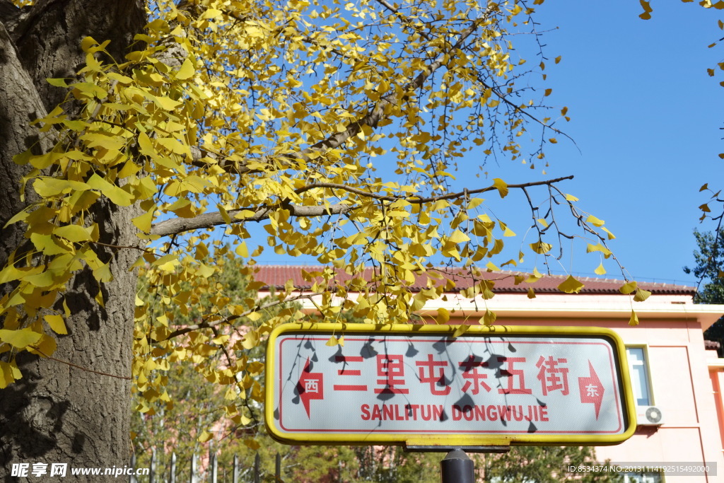 赤霞山的槭树