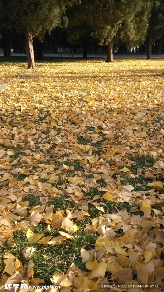 落叶