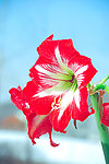 朱顶红花
