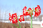 朱顶红花