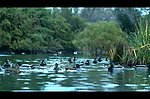 水上飞禽