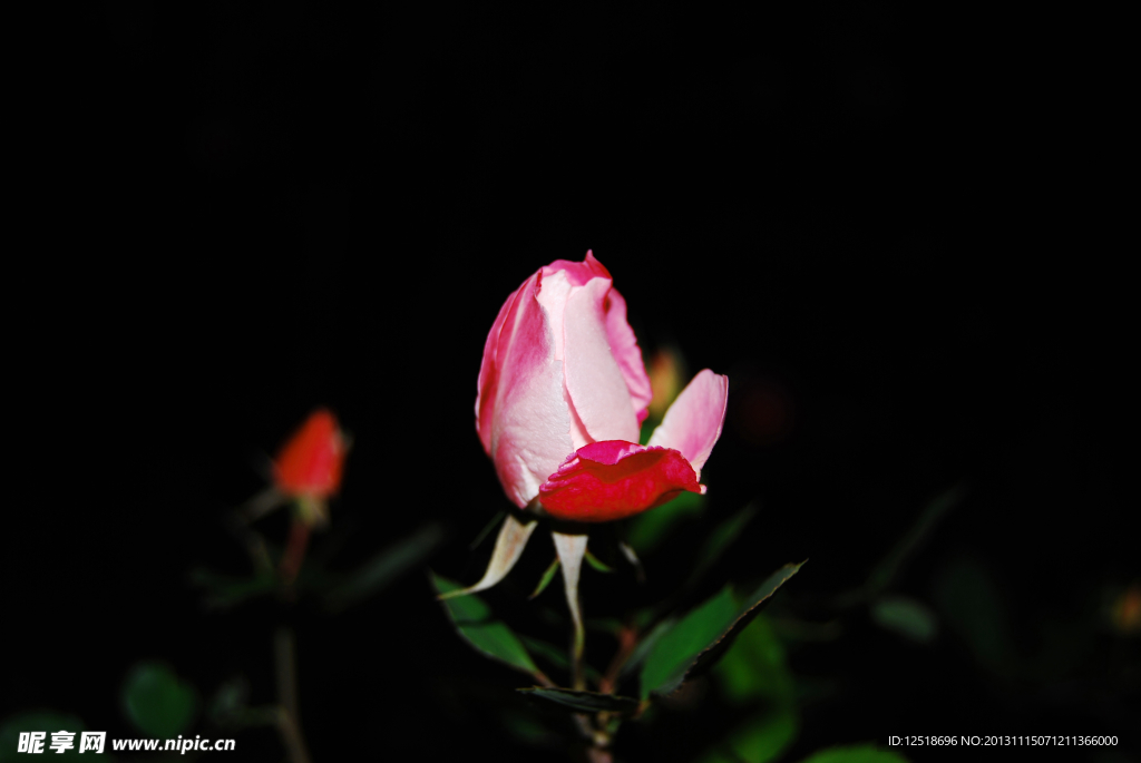 夜色下的月季花