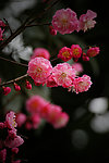 红梅