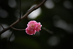 红梅