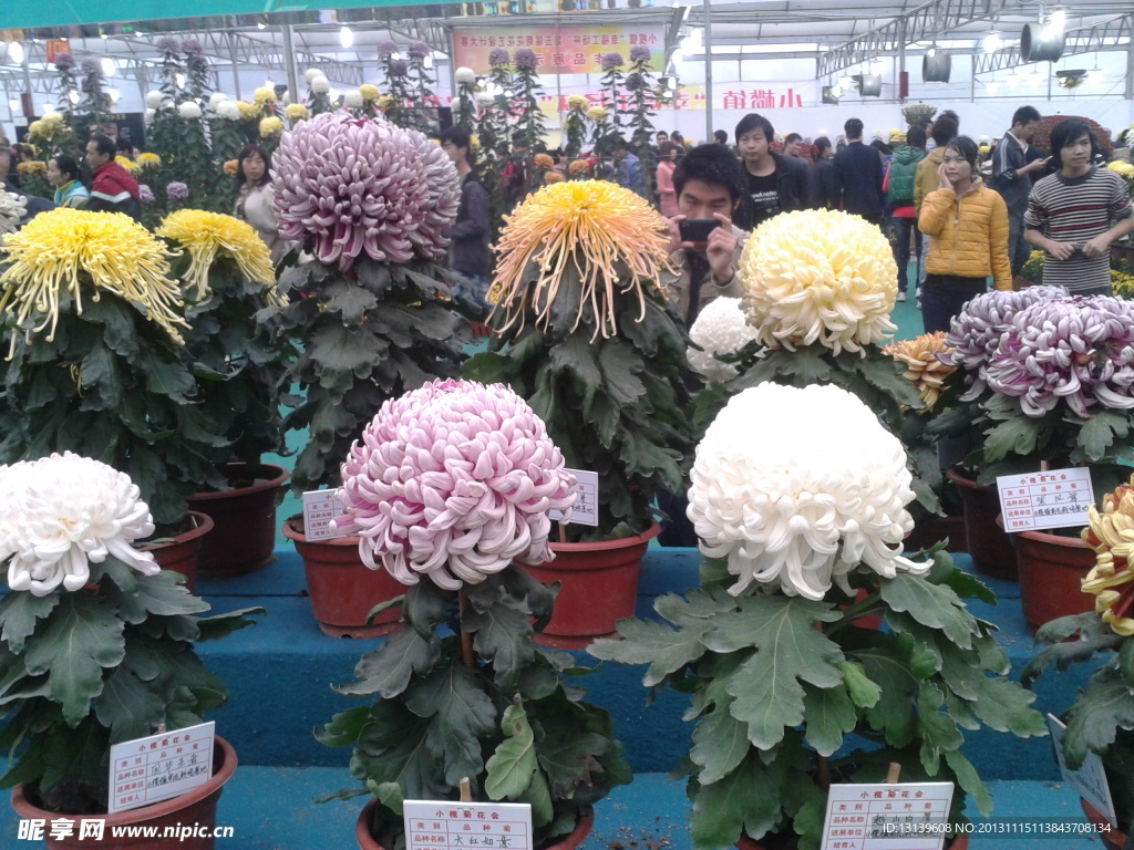 中山小榄菊花展会