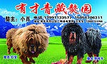 青藏獒园