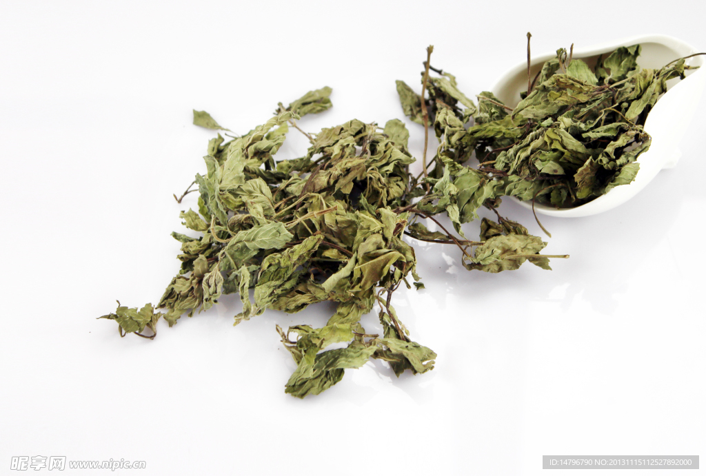薄荷叶 薄荷 荷叶