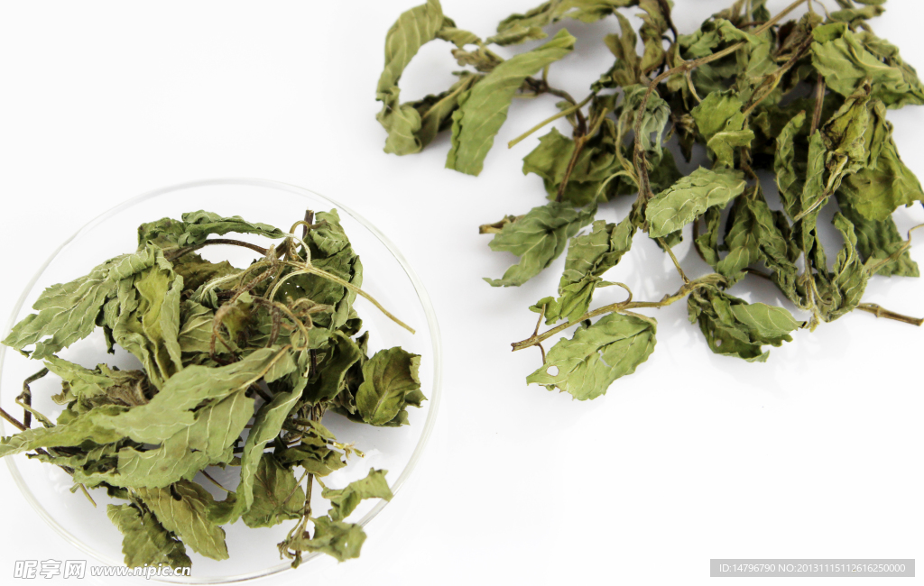 薄荷叶 薄荷 荷叶