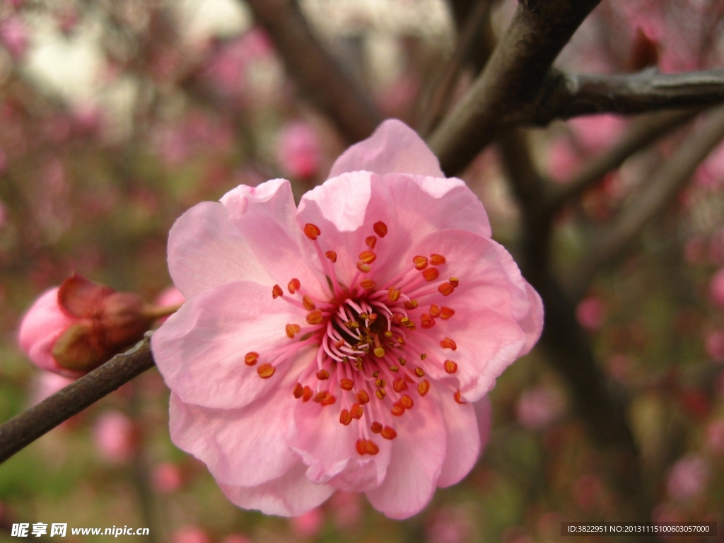 桃花