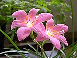 百合花