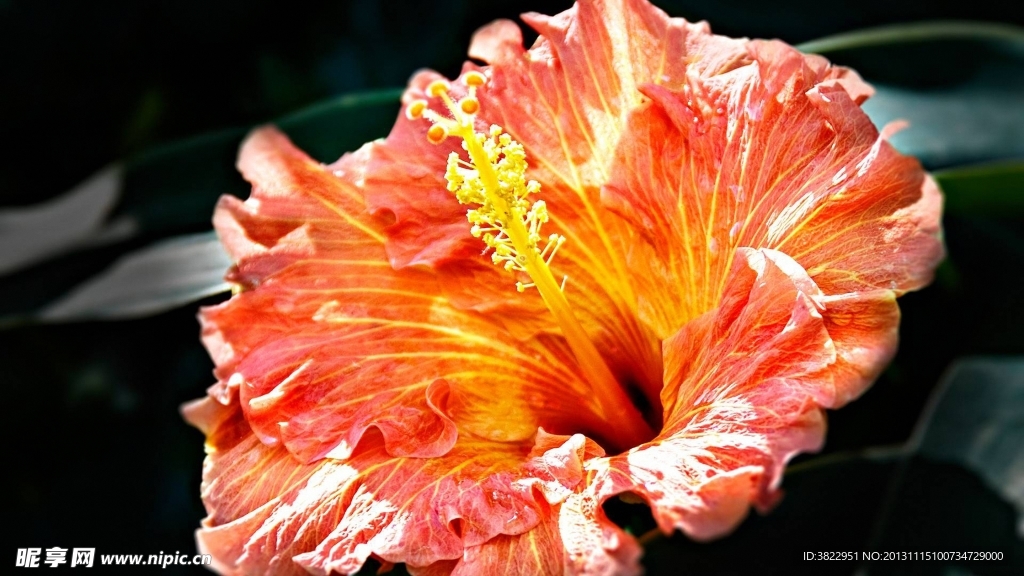花毛茛