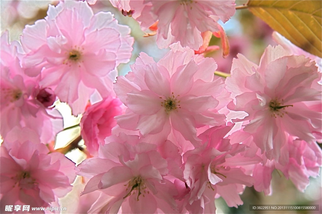 安租花