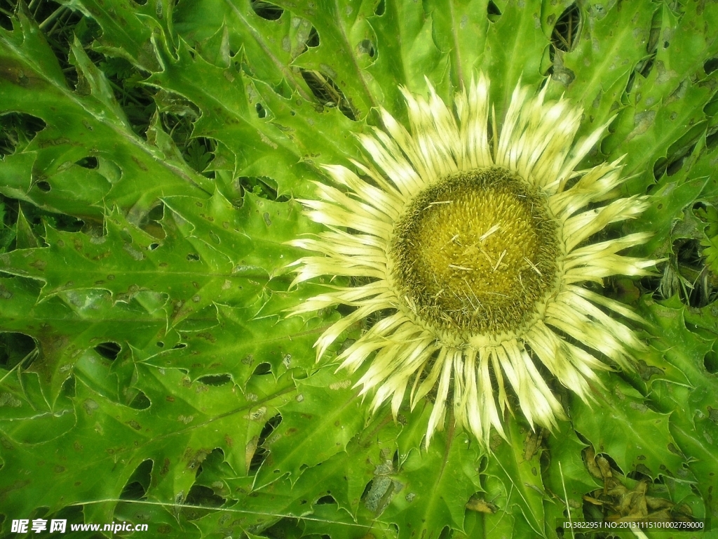 孔雀草