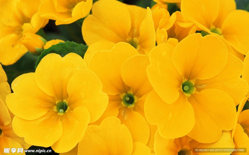 银钟花