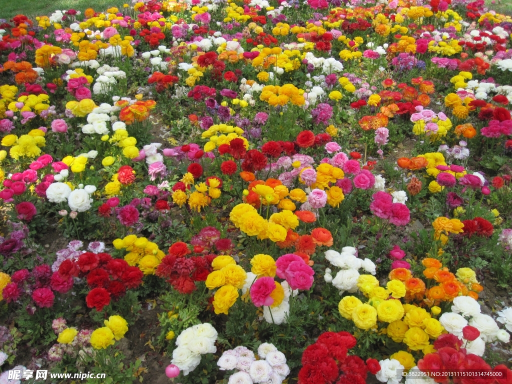 月季花