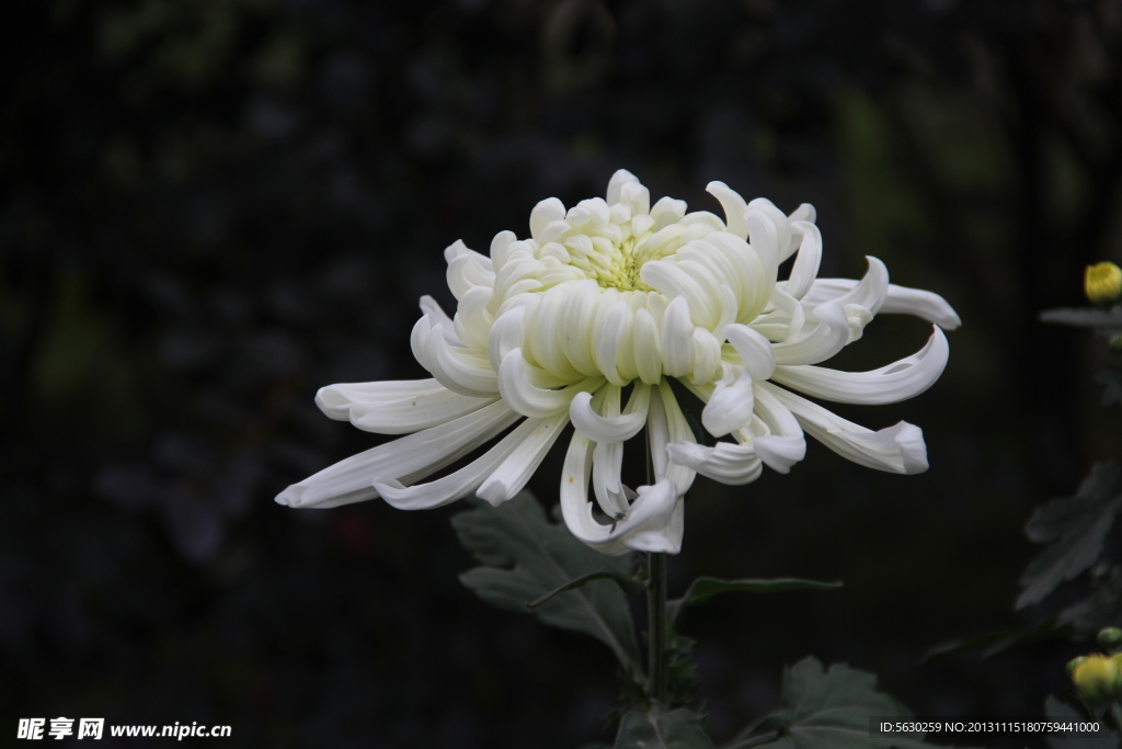菊花 鲜花 植物 花