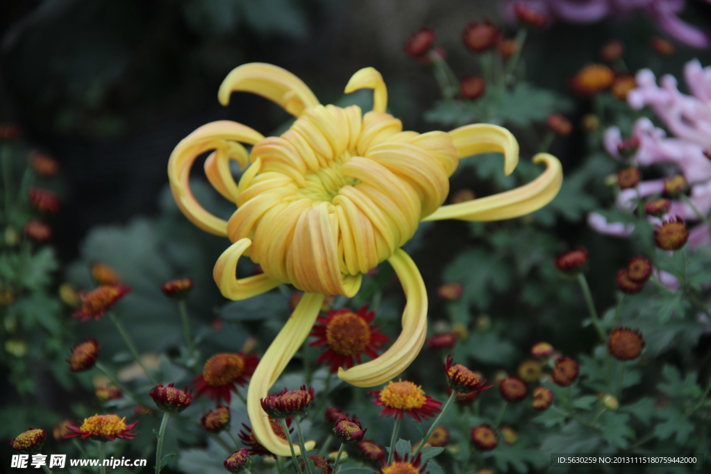 菊花 鲜花 植物 花