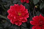 红花 鲜花 植物 花