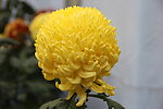 菊花 鲜花 植物 花