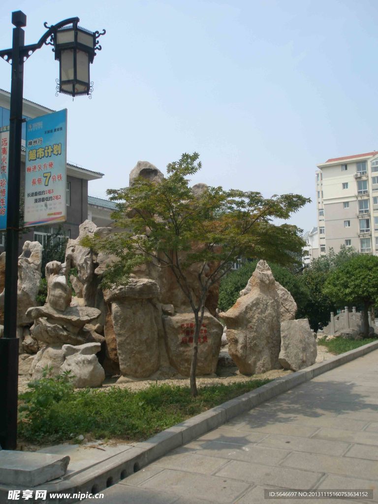 枫树