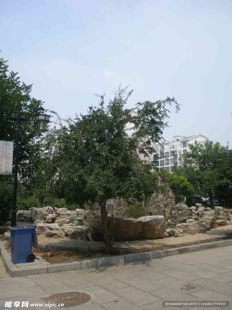 石榴树