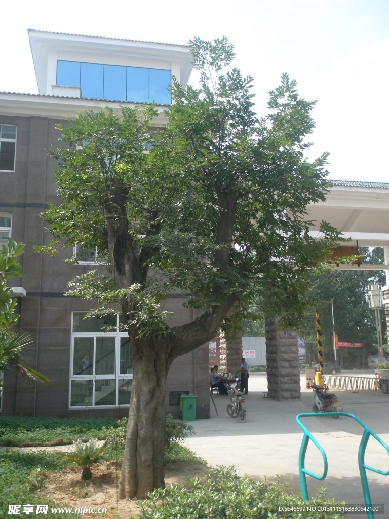 大树