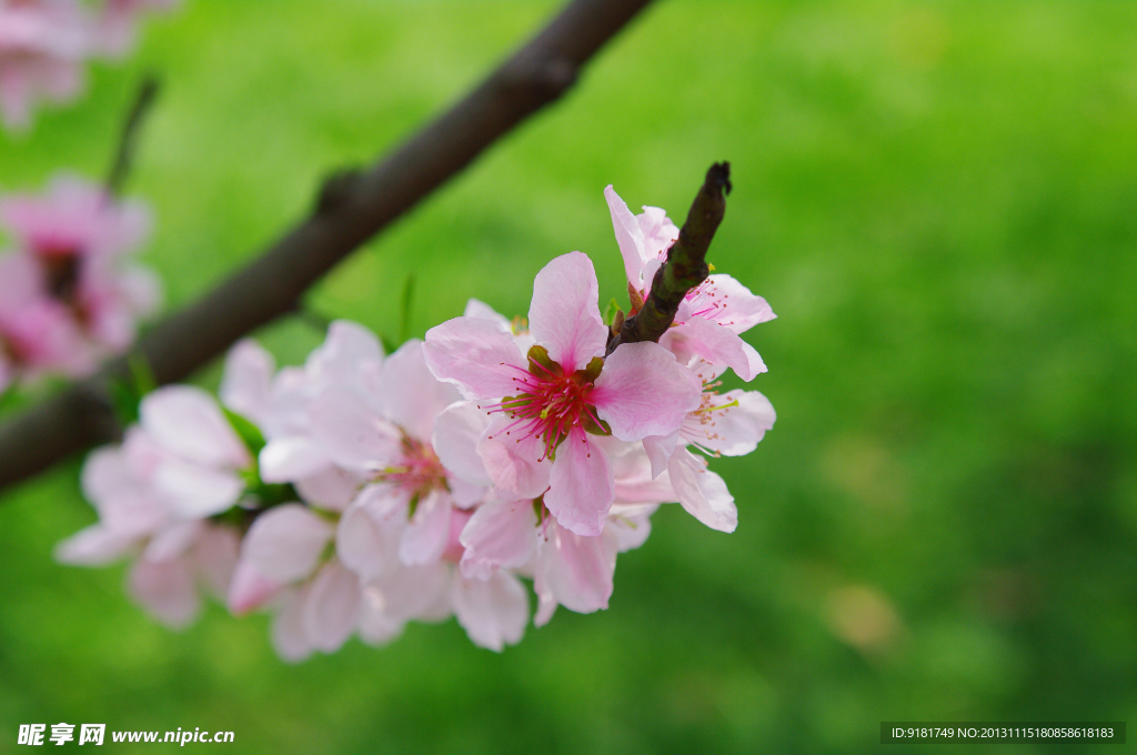 桃花