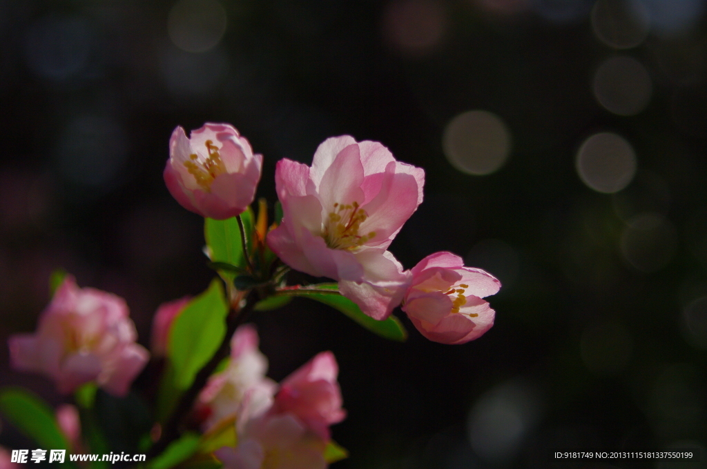 桃花