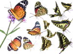 蝴蝶花纹