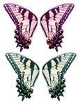 蝴蝶花纹