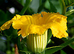 倭瓜花