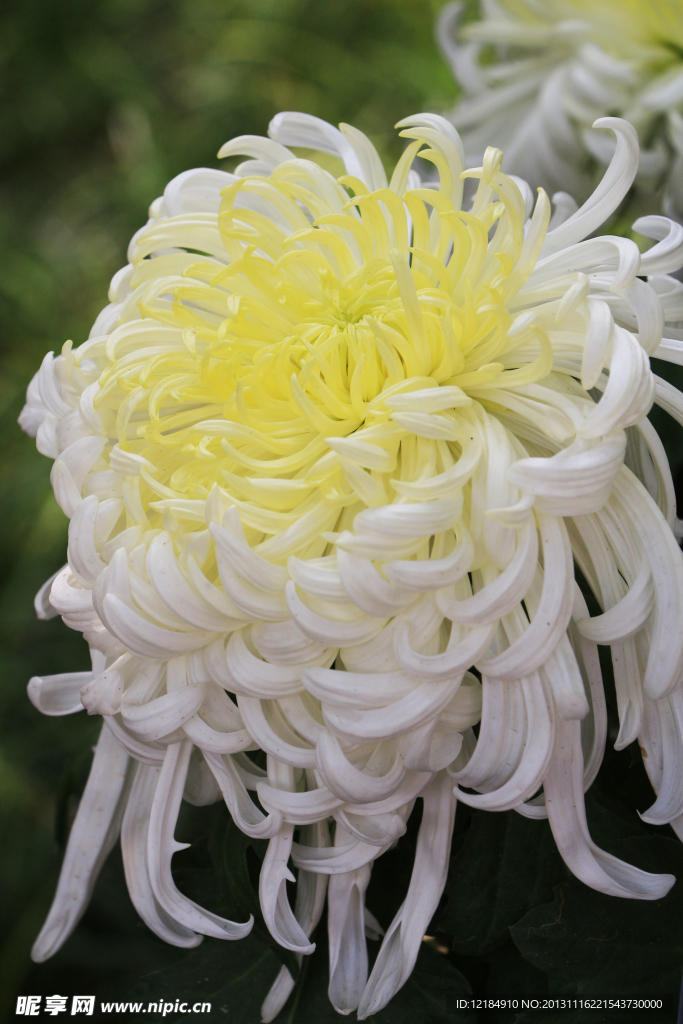 菊花