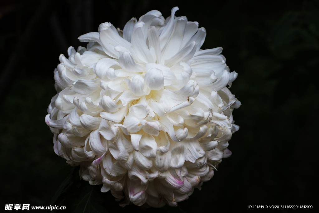 菊花
