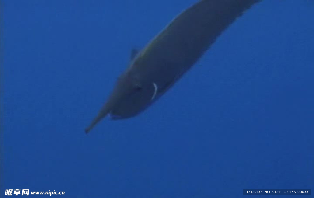 海浪鱼类视频素材