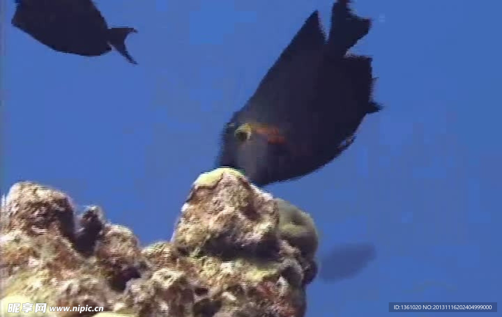 海浪海底生物视频素材