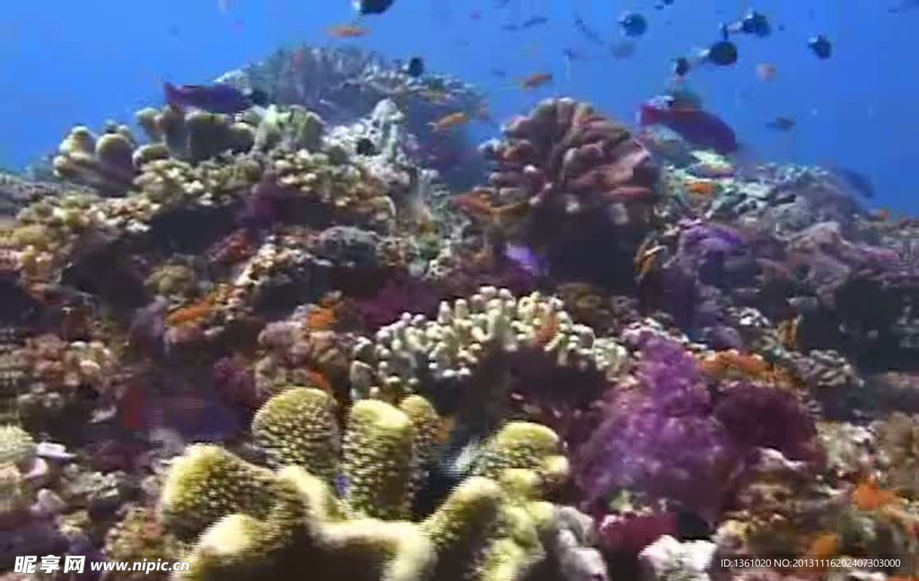 海浪海底生物视频素材