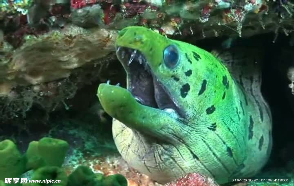 海浪海底生物视频素材