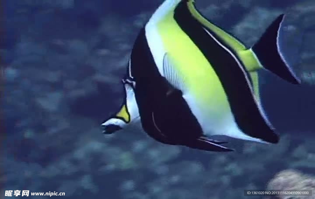 海浪海底生物视频素材