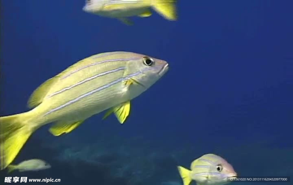 海浪海底生物视频素材