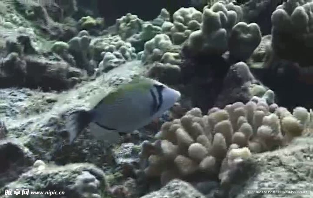 海浪海底生物视频素材