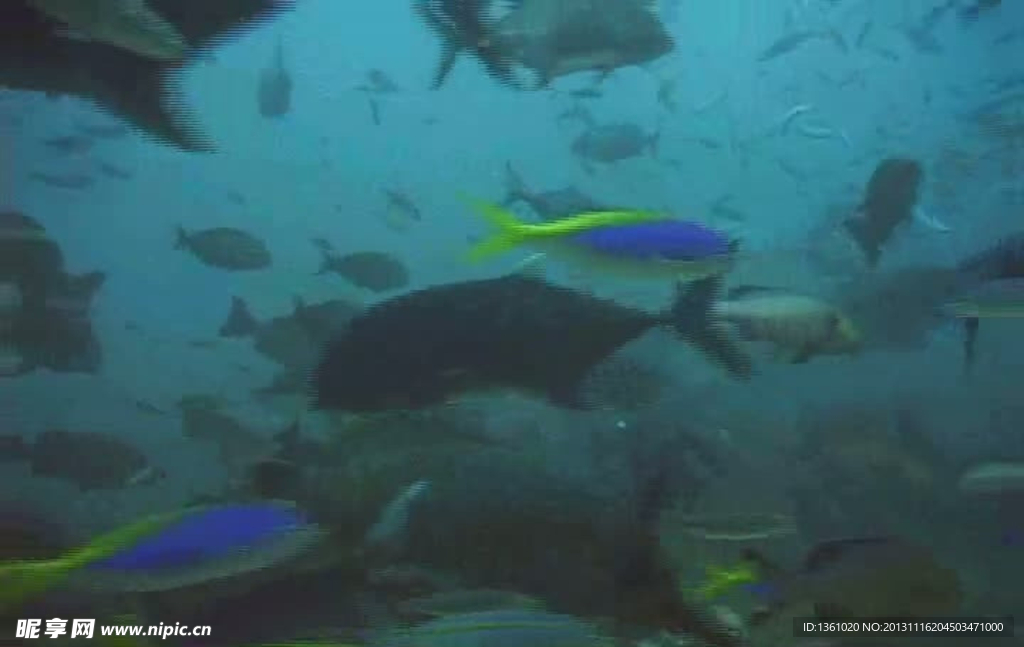 海底生物视频素材