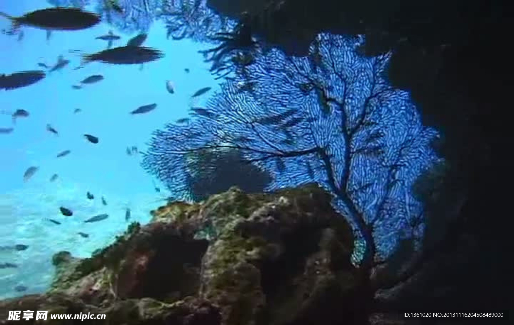 海浪海底生物视频素材