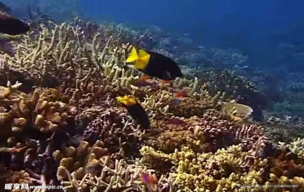 海底生物视频素材