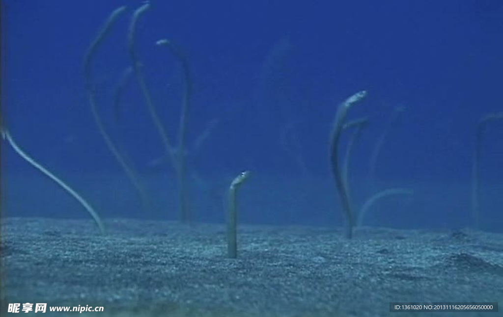 海底生物视频素材