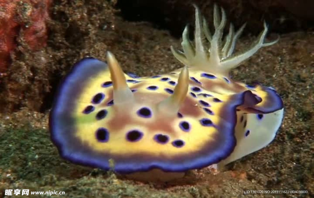 海底海洋生物视频素材