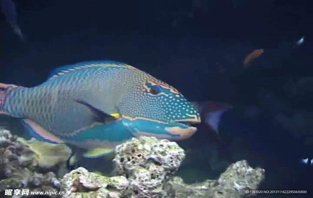 海底海洋生物视频素材